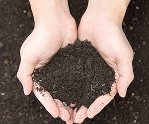 soil